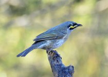 yf honeyeater V2 80-400mm DSC_9047_edited-2.jpg