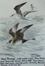 skuas (556x800).jpg