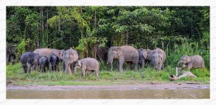 Bornean%20Pygmy%20Elephants%2C%20%20July%202013%20%2312-XL.jpg