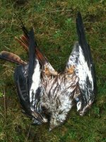 Dead adult Red Kite.jpg