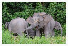 Bornean%20Pygmy%20Elephants%2C%20%20July%202013%20%2315-XL.jpg