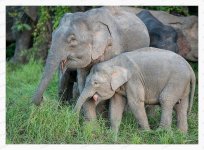 Bornean%20Pygmy%20Elephants%2C%20%20July%202013%20%2305-XL.jpg