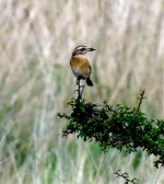 Whinchat with prey item,Chingford Plain, Sep.13th 2012.jpg