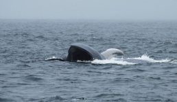 Blue Whale us 2.jpg