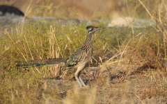 Greater Roadrunner us.jpg