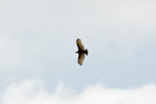 IMG_2403 black chested snake eagle.jpg