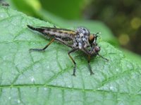 Common Awl Robberfly.jpg