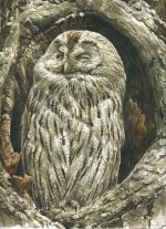 Tawny-owl-watercolour.jpg