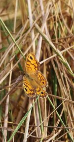 WallBrownBoytonAug2013BF.jpg