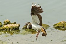 Lapwing.jpg