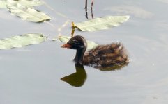 Little Grebe 1s.jpg