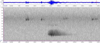 noctule pipistrlle interaction.jpg