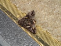 moth found in my  houseDSCF8004 (2).JPG