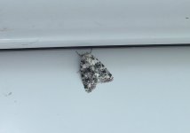 moth sp aug 13.JPG