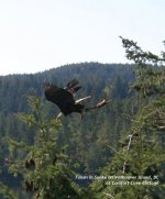 eagle-at-comfort-cove-cottage-bc-canada.jpg