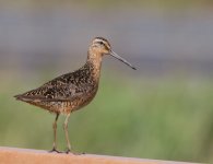 Dowitcher-1.jpg