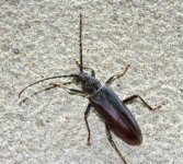 Longhorn Beetle.jpg