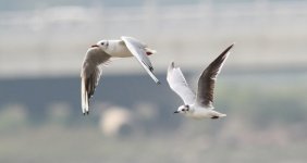 Little Gull 2.jpg