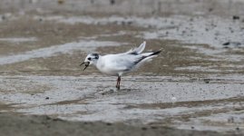 Little Gull.jpg