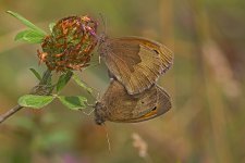 Meadow Browns23072013Kibblesworth Brickpools.jpg