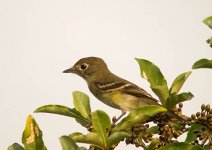 ALDER_FLYCATCHER3.jpg