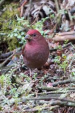 IMG_2013-05-02_00176_Blanford's Rosefinch_Emei Shan_Top.jpg