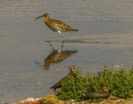 Curlew A IMG_4018.jpg