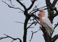 Major Mitchells Cockatoo_Wyperfeld_150713b.jpg