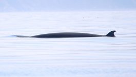 minke whale.JPG