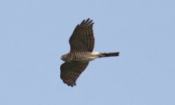 Eurasian Sparrowhawk.jpg