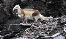 arctic fox molting.jpg
