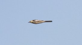 White Wagtail.jpg