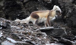 disko arctic fox molting.jpg