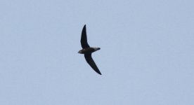 White-throated Needletail.jpg