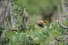 redstart,-black009.jpg