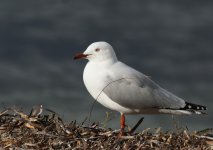 Silver Gull_Victor Harbor_180713a.jpg