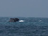 S Right Whale_Victor Harbor_190713a.jpg