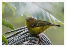 Yellow%20Breasted%20Warbler%2002-XL.jpg