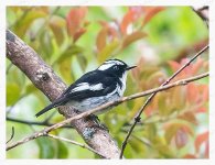 Little%20Pied%20Flycatcher%20%28M%29-L.jpg