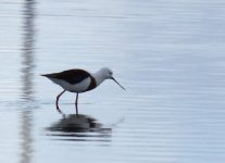 Banded Stilt_Port Augusta_210713a.jpg