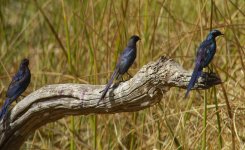 burchell's starlings rx102 stx95_DSC4666_edited-2.jpg