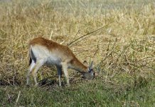 red lechwe rx102 stx95_DSC4415_edited-1.jpg