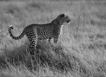 leopard khwai D800 80-400mm B&W_N8D7841_edited-1 copy.jpg