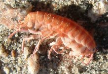 sandhopper  amphipoda sp samphire hoe 070913axxx.jpg