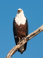 fish eagle khwai D800 80-400mm_N8D7948_edited-2.jpg