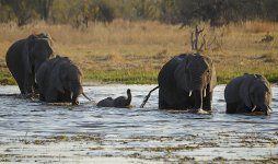 elephants river D800 80-400mm_N8D8609_edited-2.jpg