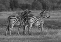 zebras D800 80-400mm B&W_N8D8769_edited-1.jpg