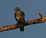 Streptopelia sp.jpg