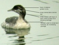 Horned-Grebe.jpg