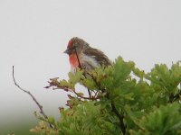 Redpoll1.jpg